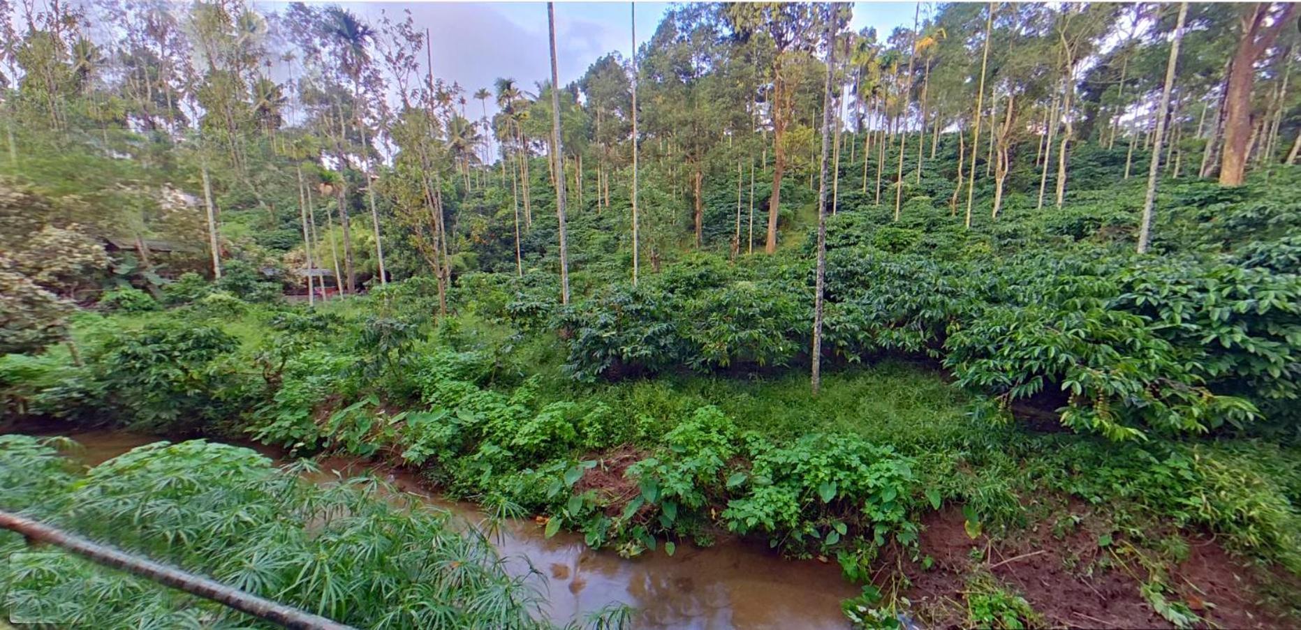 カルペッタ Wayanad Royal Stream Bed & Breakfast エクステリア 写真