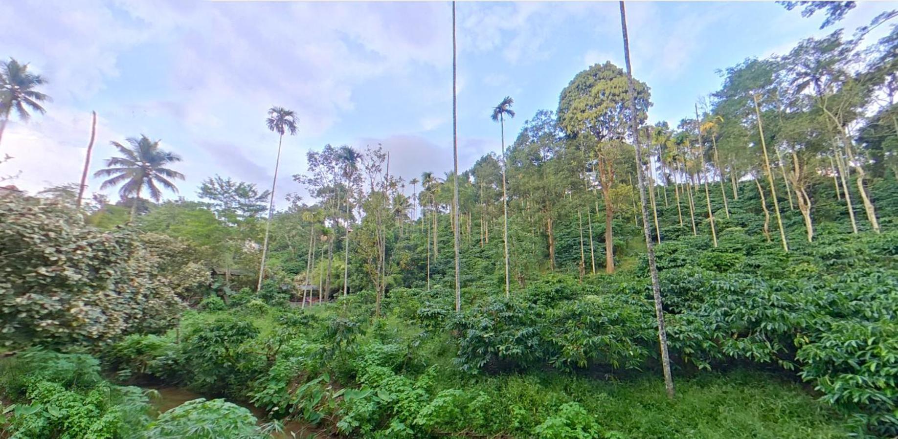 カルペッタ Wayanad Royal Stream Bed & Breakfast エクステリア 写真