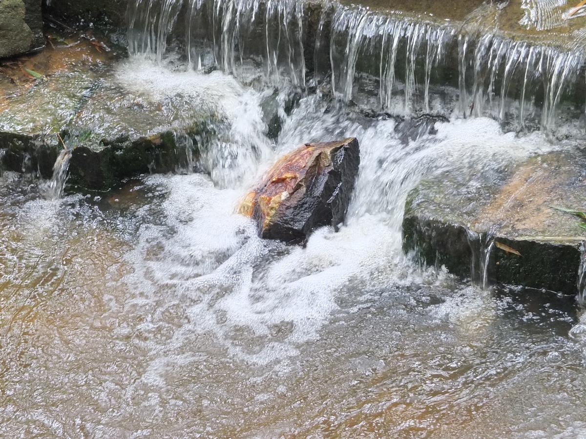カルペッタ Wayanad Royal Stream Bed & Breakfast エクステリア 写真